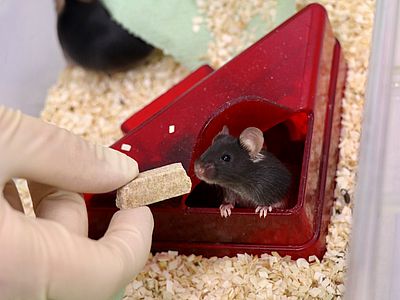 Maus wird gefüttert.