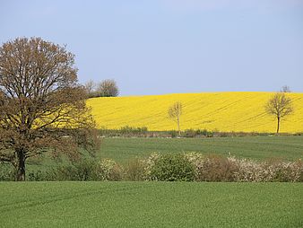 Landschaft mit Hecken