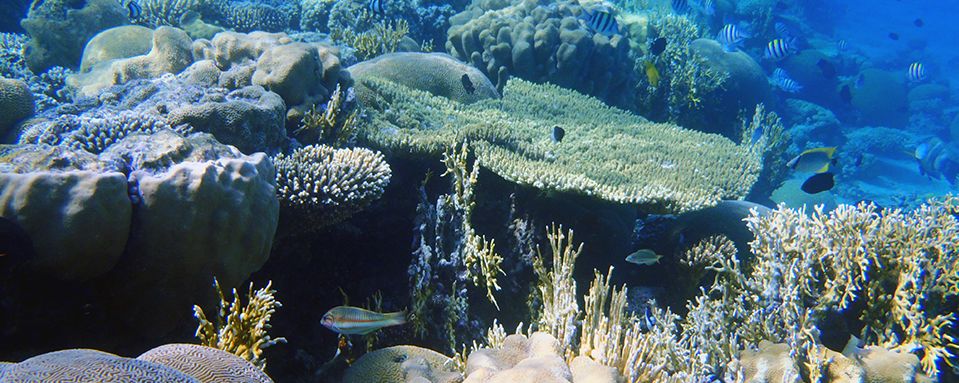 Tropical climate variability and coral reefs. A past to future perspective on current rates of change at ultra-high resolution