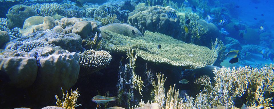 Tropical climate variability and coral reefs. A past to future perspective on current rates of change at ultra-high resolution
