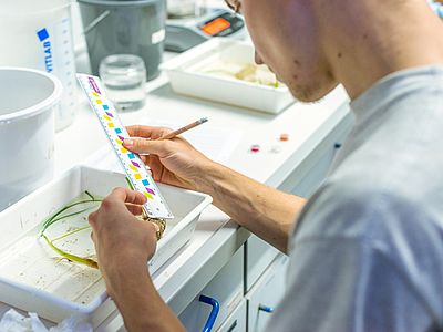 Eine Person betrachtet einen Teststreifen im Labor.