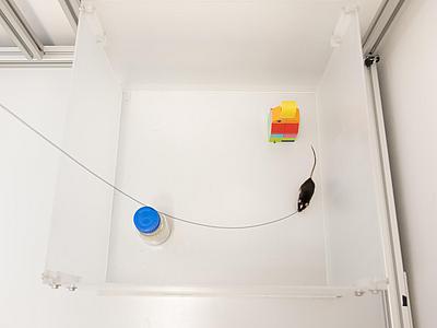 The mouse can move freely and undisturbed in the behavior test. In this behavioral test, the mouse's memory is tested. Was this object already there yesterday?