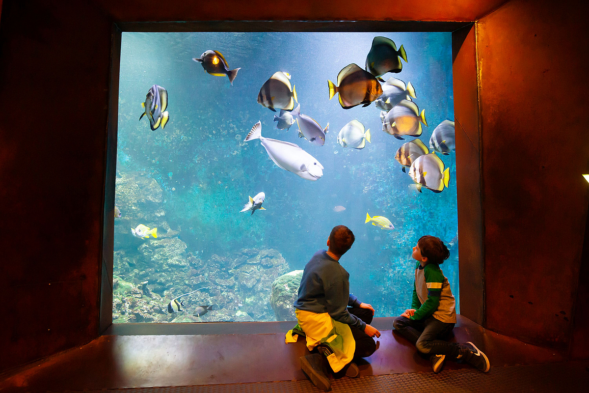 Bremerhaven Bild von zwei Personen, die vor einem großen Aquarium sitzen und hineinschauen.